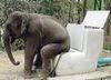 elephant's toilet 