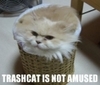 trash cat