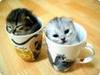 kitties in a cup