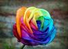 A Rainbow Rose!