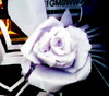 White Rose