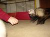 Attack Ferret