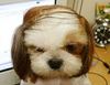 Combover dog