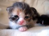 Sweet and tender kitten