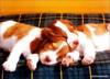 Snuggle