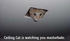A cats eye