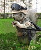 Combat Fighting Squirl