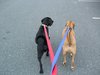 On Shinkou Kougou Ga's leash