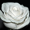 A Perfect Rose