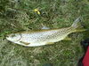 Fresh Wild Brown Trout