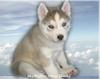 Siberian Husky Puppy