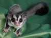 Sugar Glider