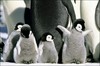 A Troop of Baby Penguins