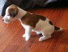 Jack Russell Terrier Puppy