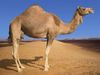 A beautiful camel