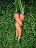 love carrots