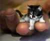 a teeny tiny kitty