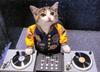 dj cat