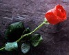 Single Red Rose