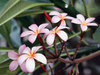 frangipani for your loved ones