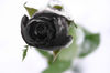 a black rose 