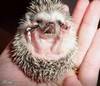 Even if u're prickly,I carry yo