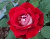 Red 'n' White Rose