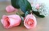 pink roses