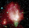 Nebula Rose