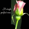 Perfect Rose