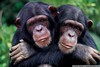 Cute Siamese Primates