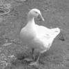 Gray Goose