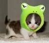 A froggy hat for my kitty