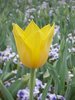 A yellow tulip