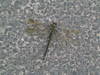 Dragonfly by