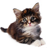 An Adorable little kitten for U!