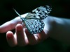 A Butterfly..