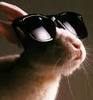 A rabbit with sunglasses