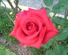 a rose from my garden