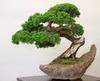 A bonsai 4 you