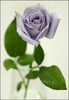 Purpel Valentine's Rose