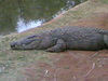 Lazy Crocodile