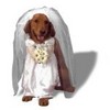 human pet's bride