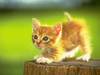 Kitten pounce