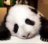 Tired Panda