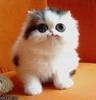 Cute Kitte