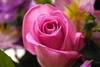 Pink Rose