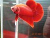 Blood Red Halfmoon plakat