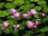Sweet water lillies