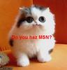Do you haz MSN?